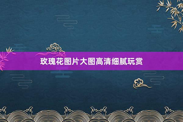 玫瑰花图片大图高清细腻玩赏